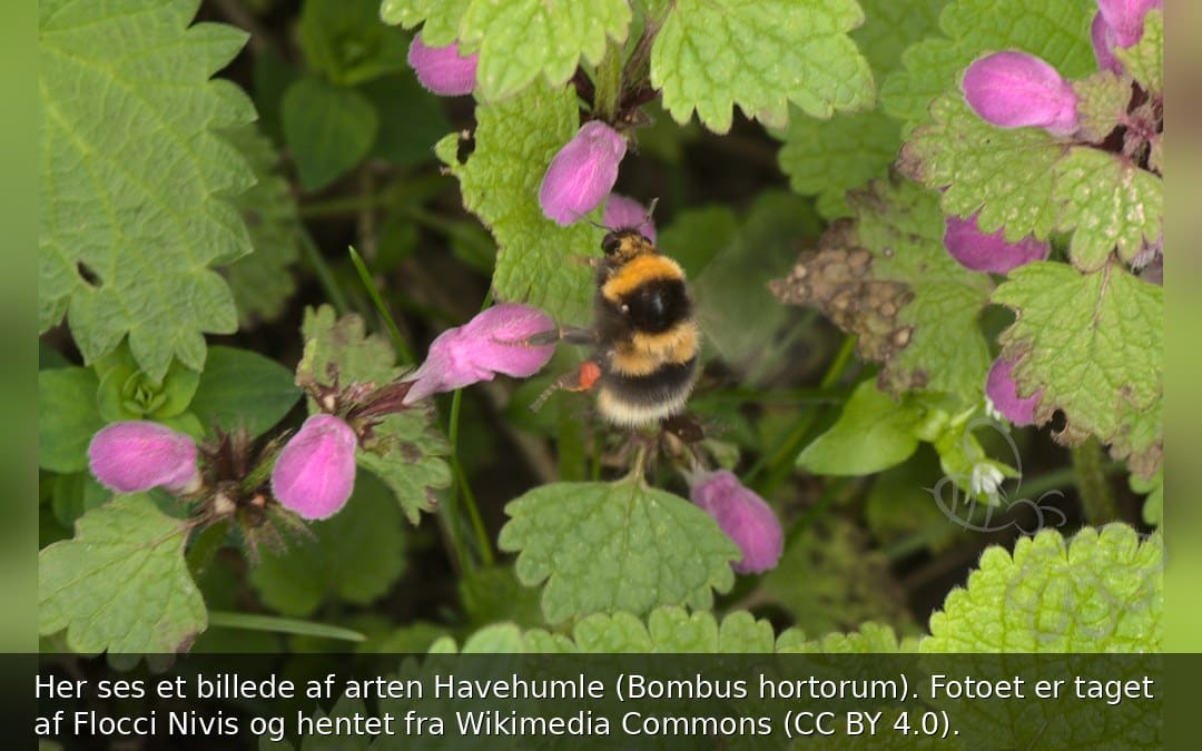 Havehumle