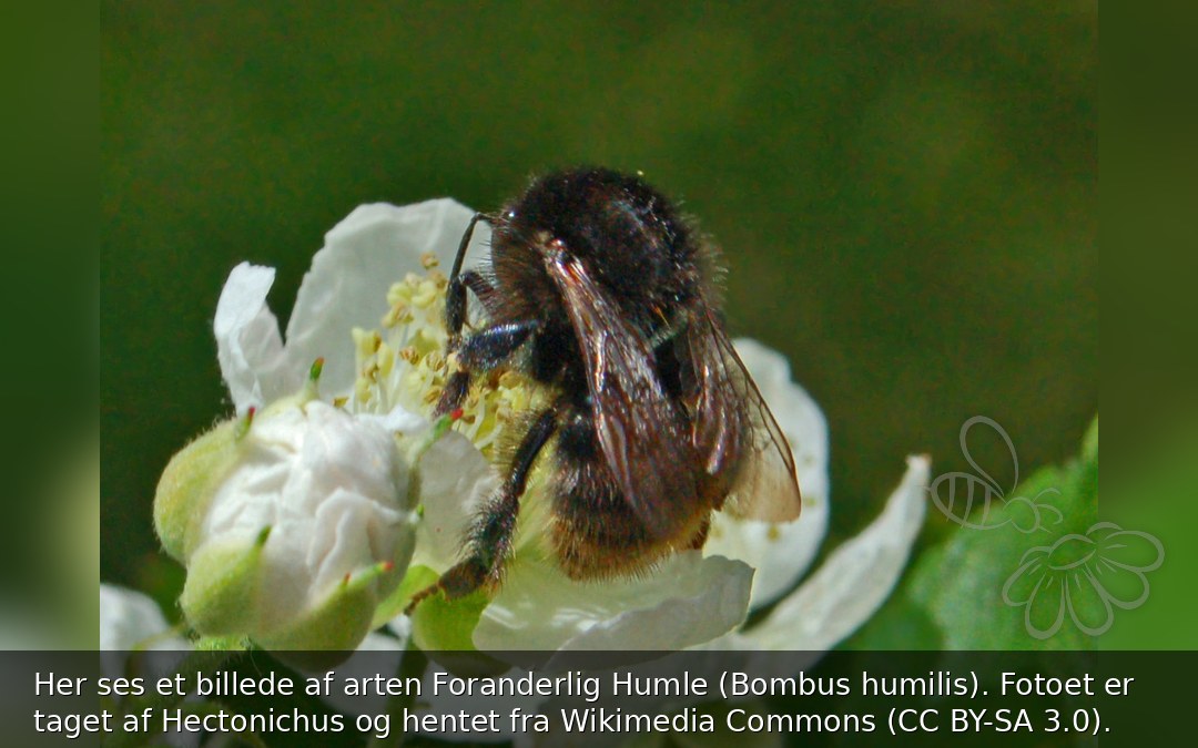 Foranderlig Humle