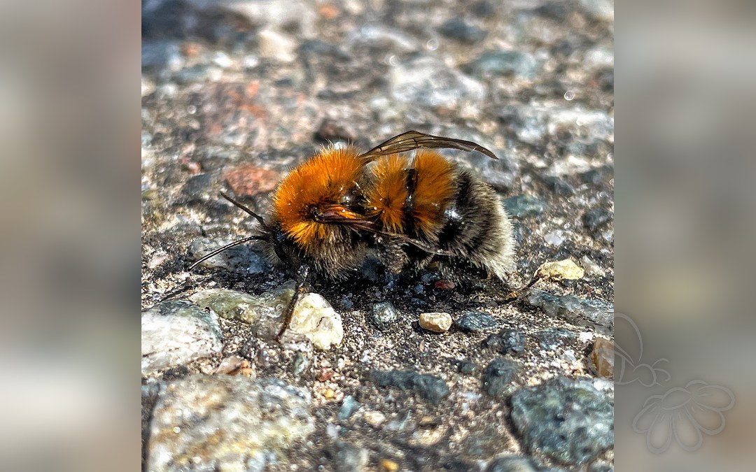 Her ses et billede af arten Hushumle (Bombus hypnorum). Fotoet er taget af Kai Löhr og hentet fra iNaturalist (CC BY).