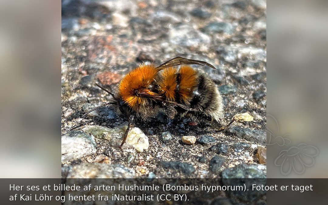 Hushumle