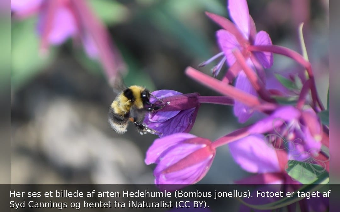 Hedehumle