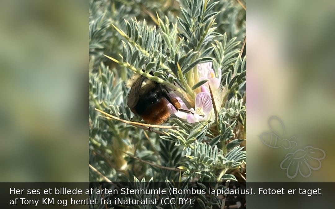 Stenhumle