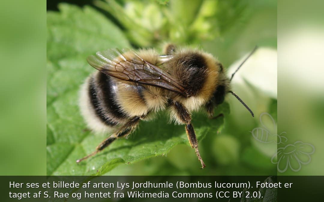 Lys Jordhumle