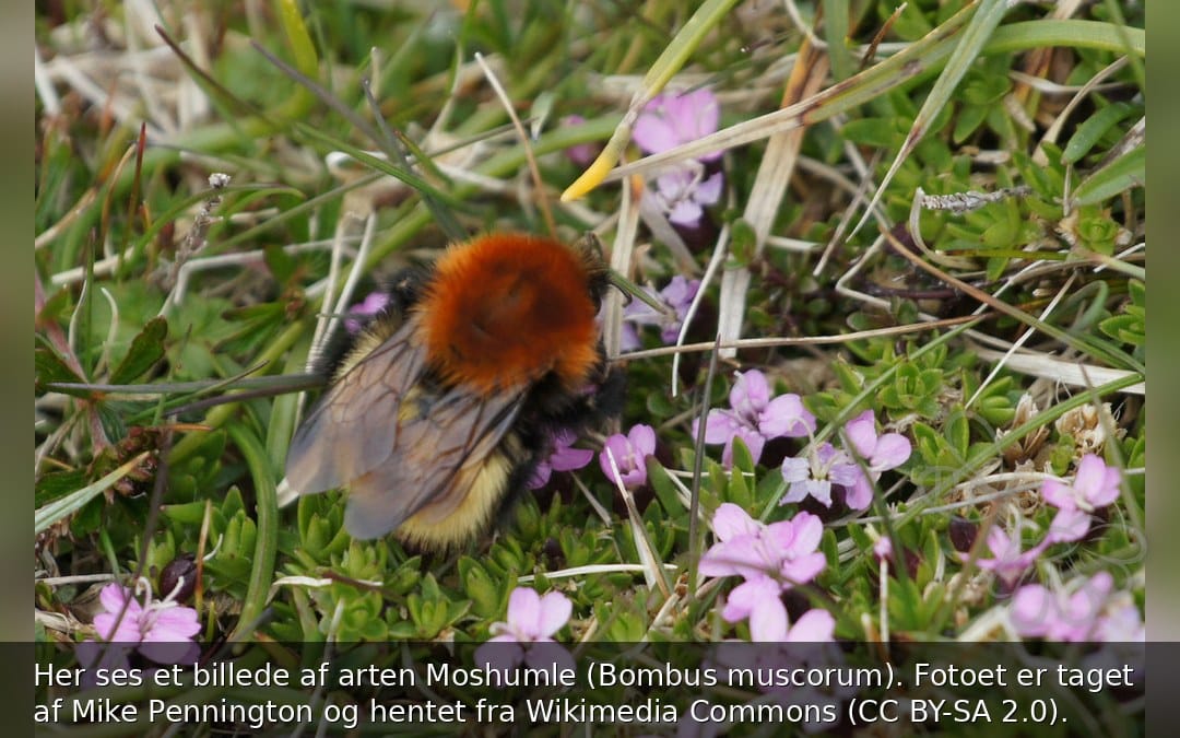Moshumle