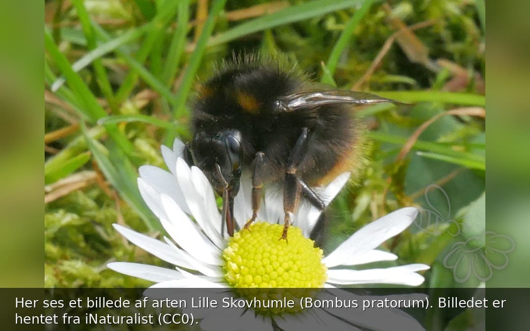 Lille Skovhumle