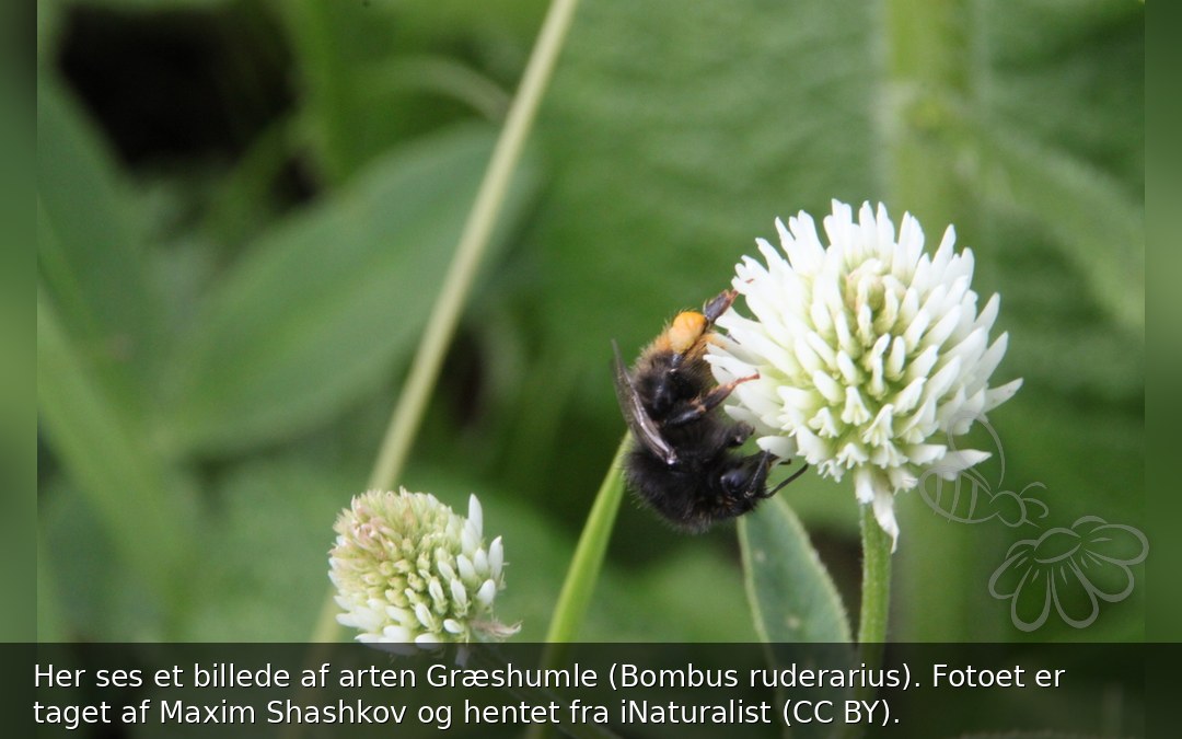 Græshumle
