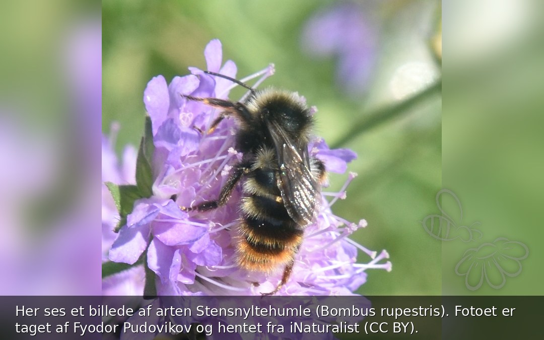 Stensnyltehumle