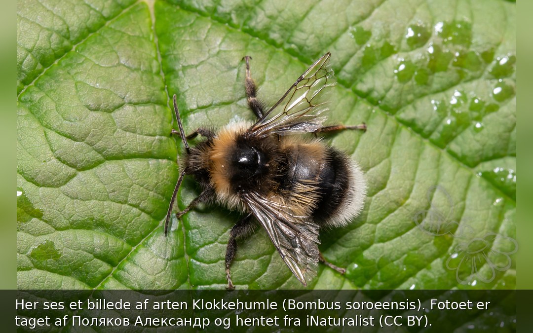 Klokkehumle