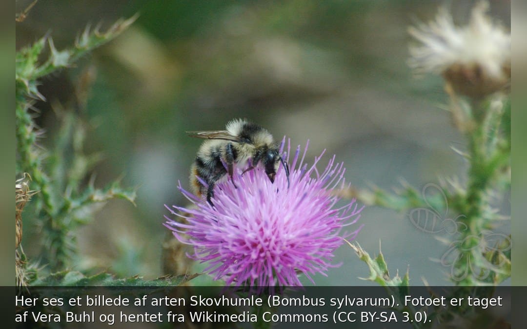 Skovhumle