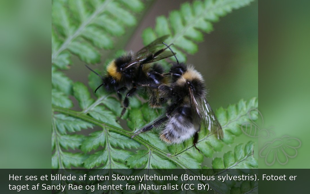 Skovsnyltehumle