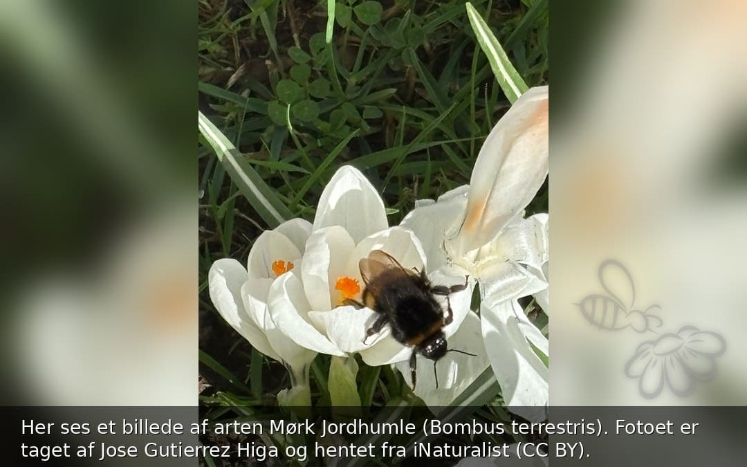 Mørk Jordhumle