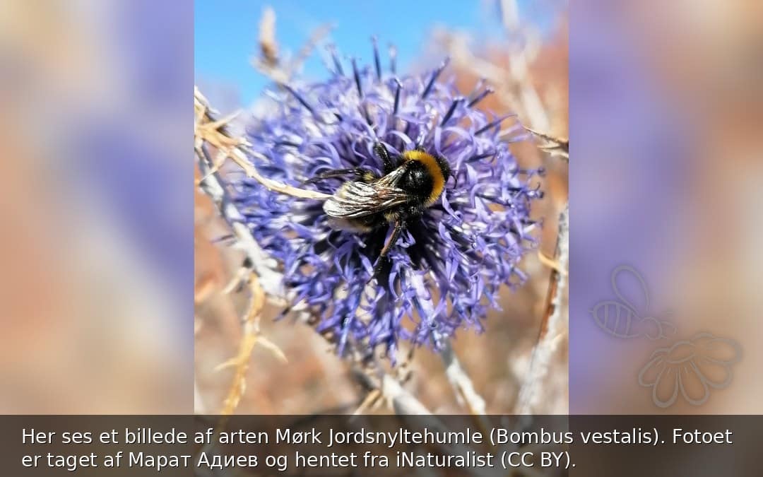 Mørk Jordsnyltehumle