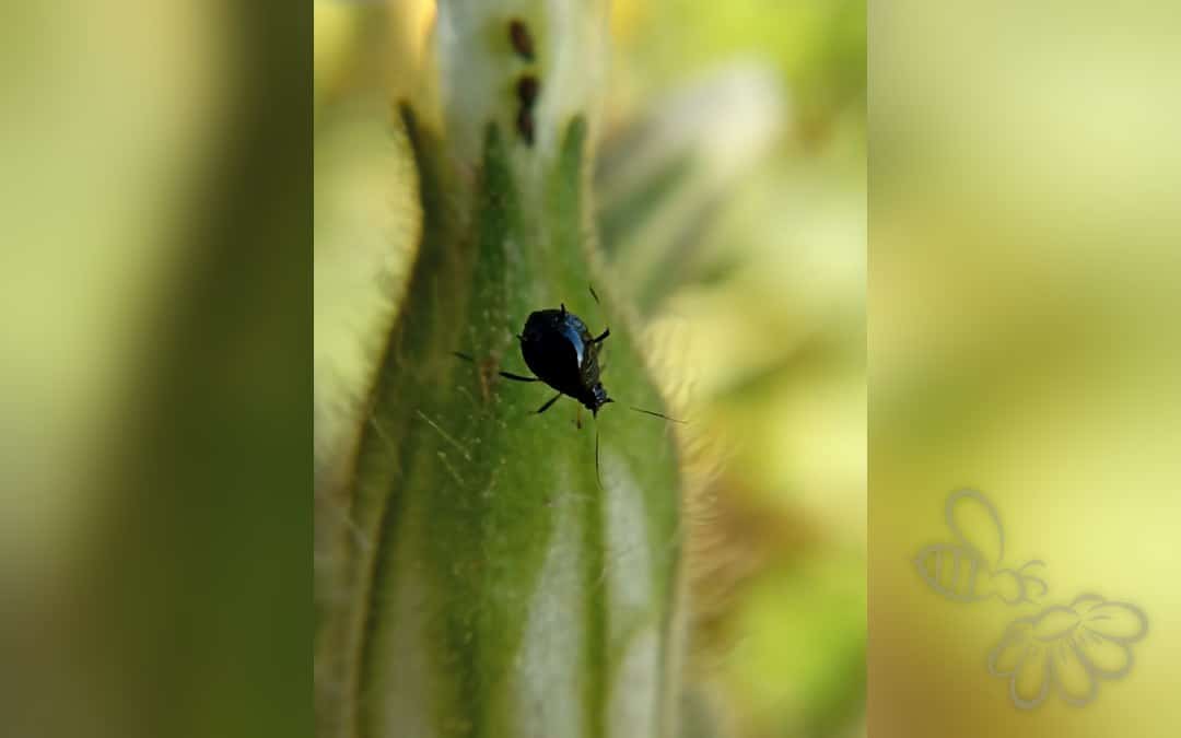 Her ses et billede af arten Aftenpragtstjernebladlus (Brachycaudus lychnidis). Billedet er hentet fra iNaturalist (CC0).
