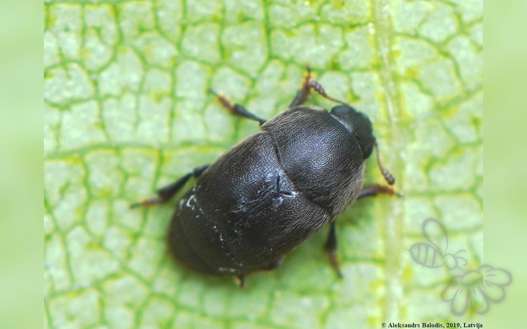Brachypterolus pulicarius