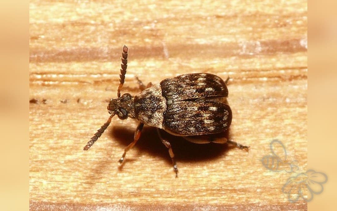 Bruchidius varius