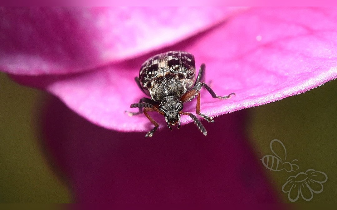 Bruchus affinis