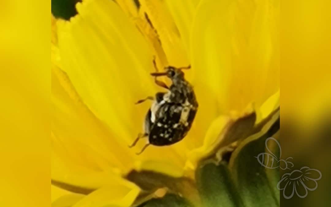 Her ses et billede af arten Bruchus atomarius. Billedet er hentet fra iNaturalist (CC0).