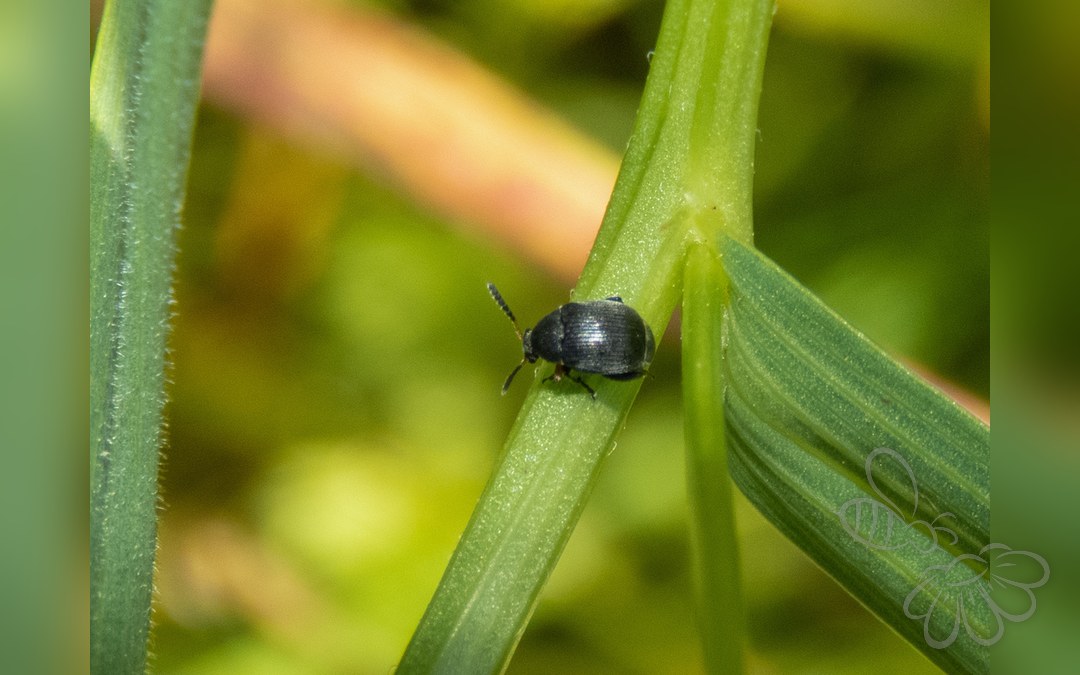 Her ses et billede af arten Lille Bønnebille (Bruchus loti). Fotoet er taget af Óscar Sampedro og hentet fra iNaturalist (CC BY).