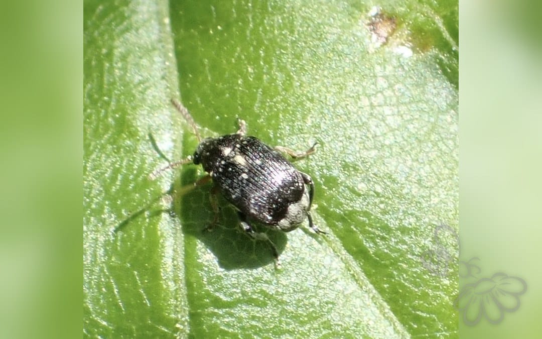 Her ses et billede af arten Bruchus luteicornis. Billedet er hentet fra iNaturalist (CC0).