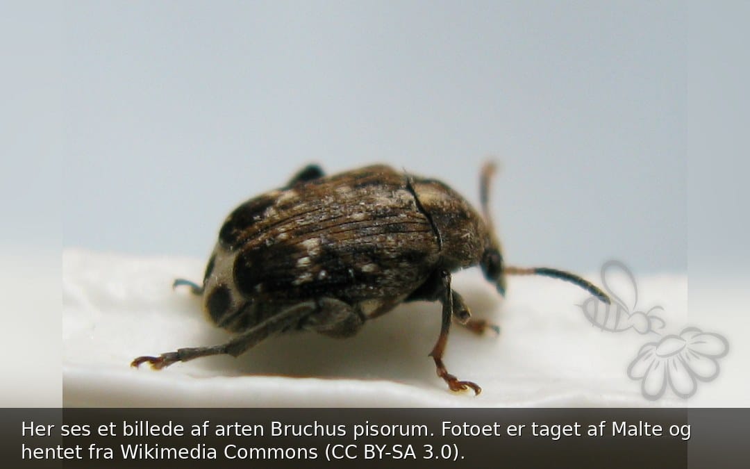 Her ses et billede af arten Bruchus pisorum. Fotoet er taget af Malte og hentet fra Wikimedia Commons (CC BY-SA 3.0).