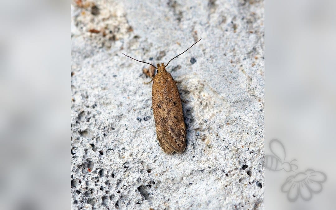 Bryotropha terrella