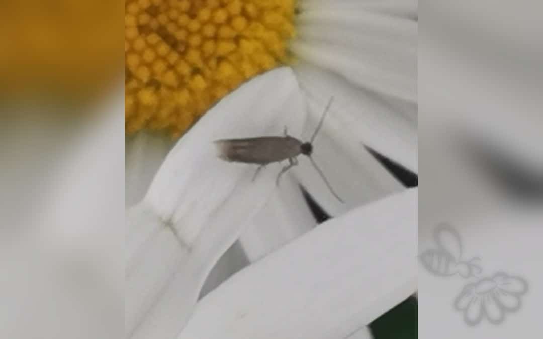 Her ses et billede af arten Bucculatrix cristatella. Billedet er hentet fra iNaturalist (CC0).