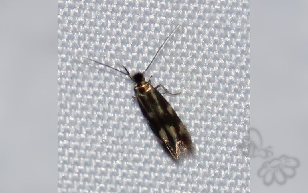 Her ses et billede af arten Bucculatrix nigricomella. Fotoet er taget af Dylan Findlay og hentet fra iNaturalist (CC BY).