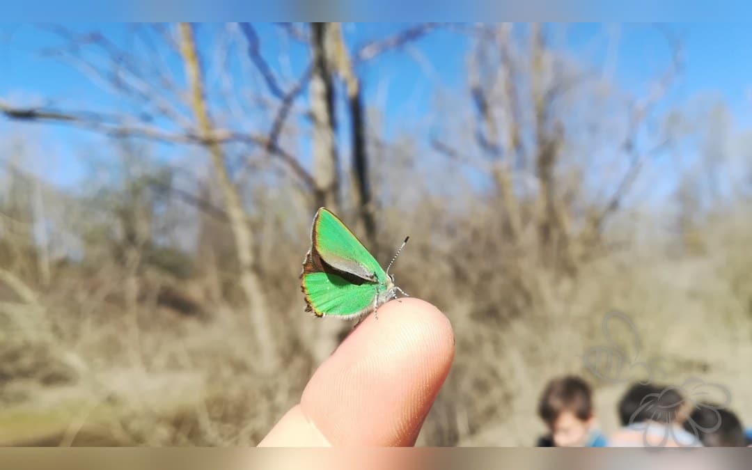 Her ses et billede af arten Grøn Busksommerfugl (Callophrys rubi). Billedet er hentet fra iNaturalist (CC0).