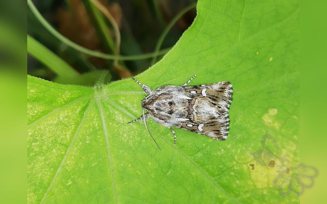 Her ses et billede af arten Kappeugle (Calophasia lunula). Fotoet er taget af Олег Кудров og hentet fra iNaturalist (CC BY).