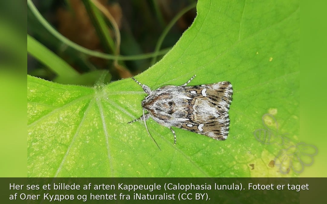Her ses et billede af arten Kappeugle (Calophasia lunula). Fotoet er taget af Олег Кудров og hentet fra iNaturalist (CC BY).
