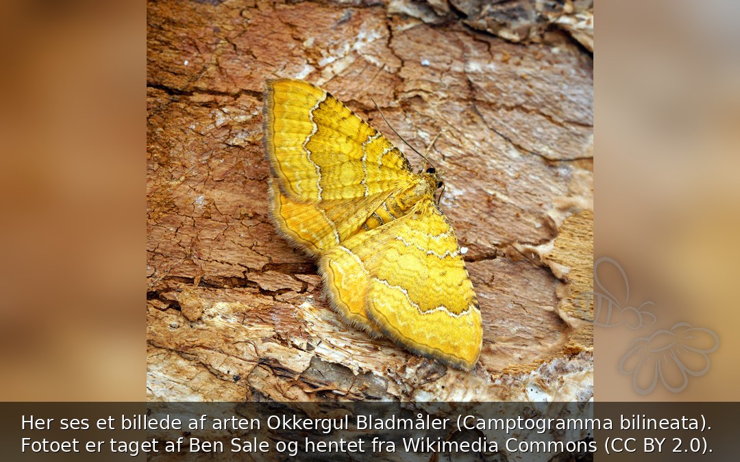 Okkergul Bladmåler