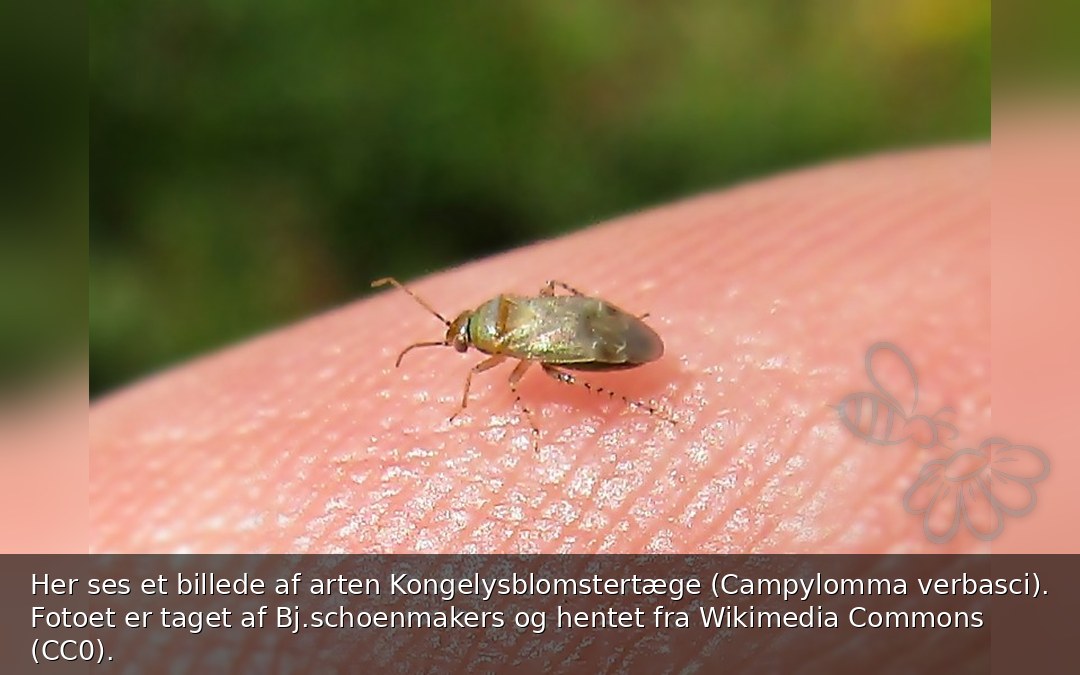 Her ses et billede af arten Kongelysblomstertæge (Campylomma verbasci). Fotoet er taget af Bj.schoenmakers og hentet fra Wikimedia Commons (CC0).