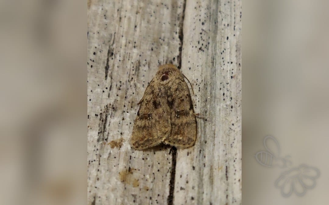 Her ses et billede af arten Drømme-Mus (Caradrina morpheus). Fotoet er taget af SteveM4560 og hentet fra iNaturalist (CC BY).