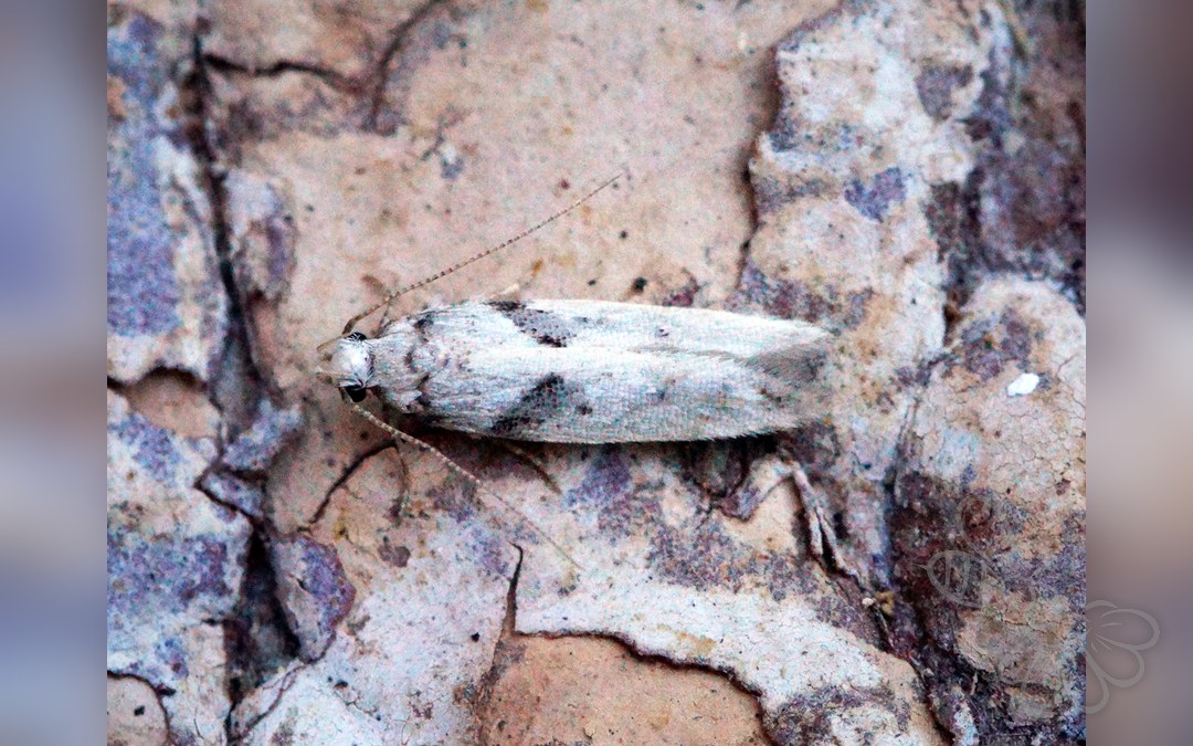 Caryocolum blandella