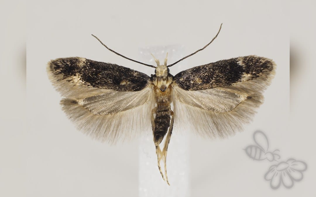 Caryocolum cauligenella