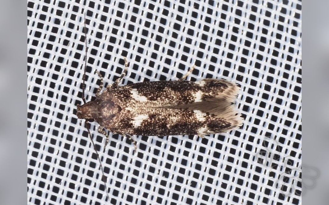 Caryocolum vicinella