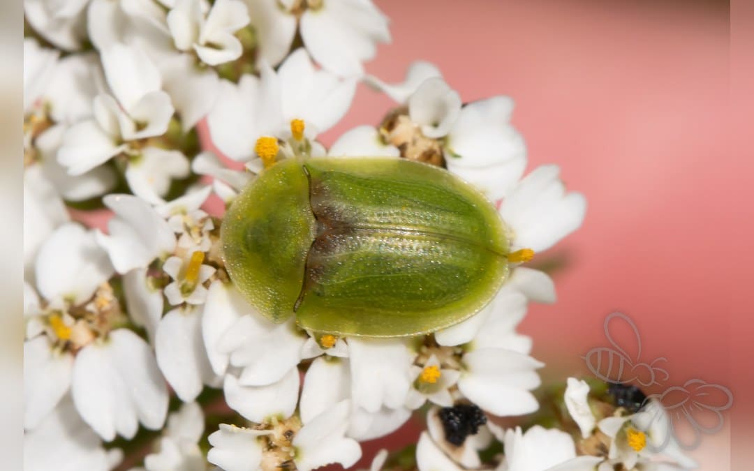 Cassida denticollis
