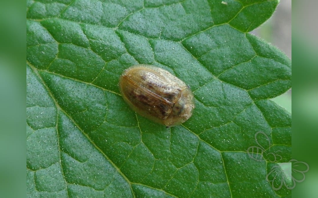 Gulbrun Skjoldbille