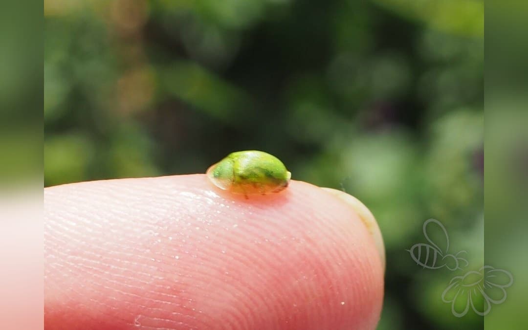 Cassida hemisphaerica