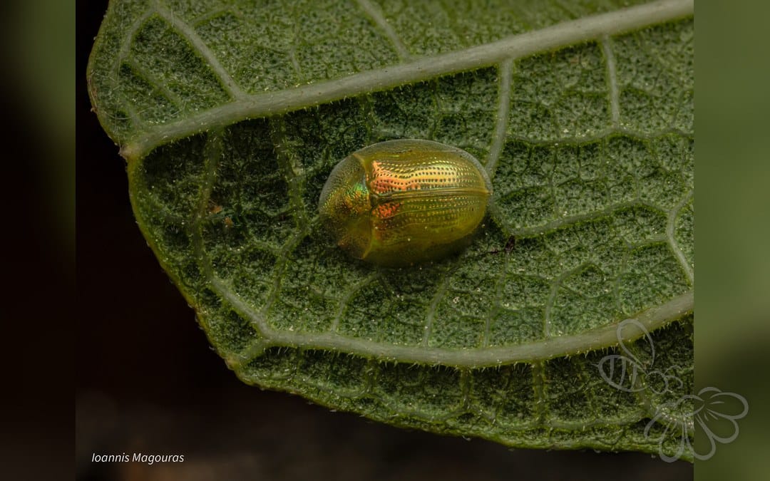 Her ses et billede af arten Cassida margaritacea. Fotoet er taget af Ioannis Magouras og hentet fra iNaturalist (CC BY).