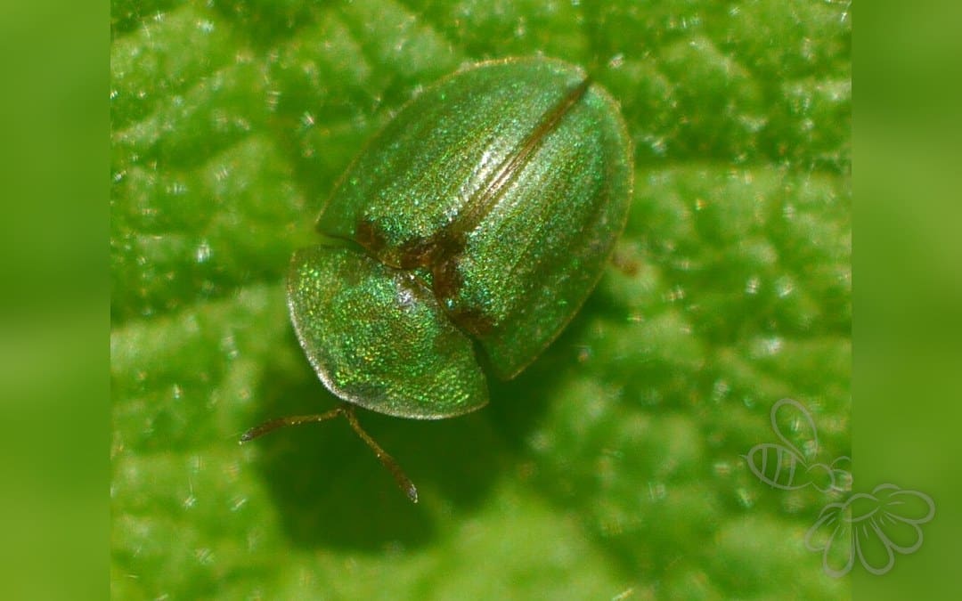 Cassida prasina