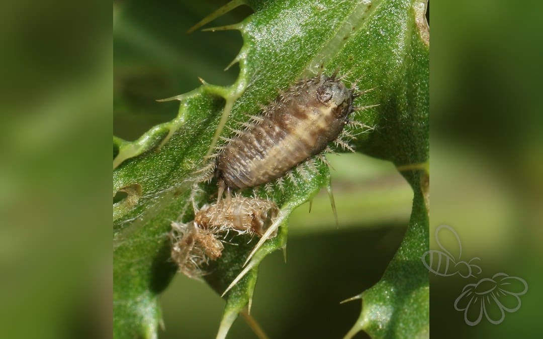 Her ses et billede af arten Tidselskjoldbille (Cassida rubiginosa). Fotoet er taget af Barry Cottam og hentet fra iNaturalist (CC BY).