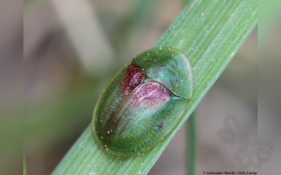 Cassida sanguinolenta