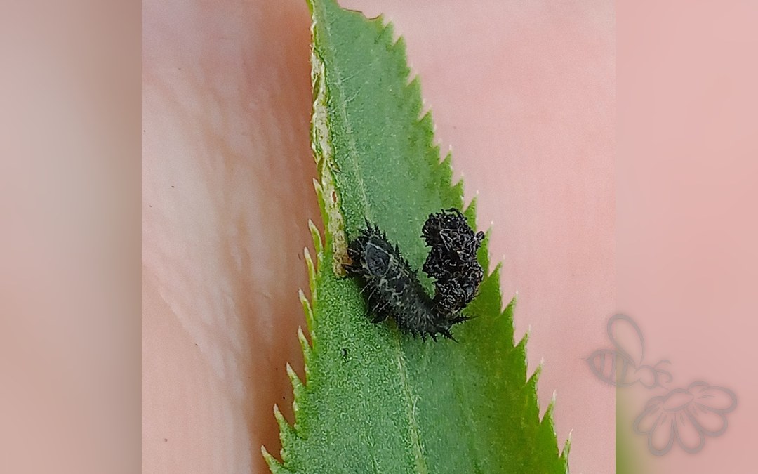 Cassida sanguinosa