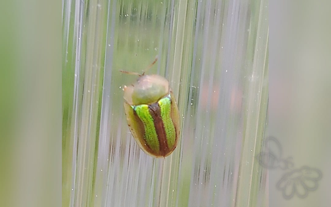 Her ses et billede af arten Cassida vittata. Fotoet er taget af Михаил Языков og hentet fra iNaturalist (CC BY).