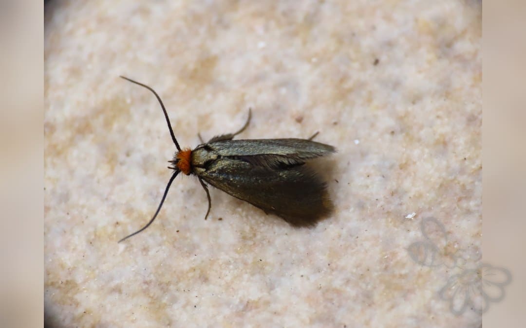 Her ses et billede af arten Forglemmigejlanghornsmøl (Cauchas rufifrontella). Fotoet er taget af Emanuele Santarelli og hentet fra iNaturalist (CC BY-SA).