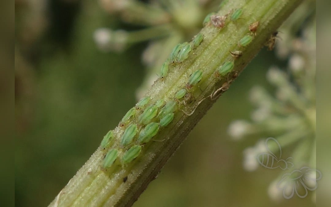Pilepastinakbladlus
