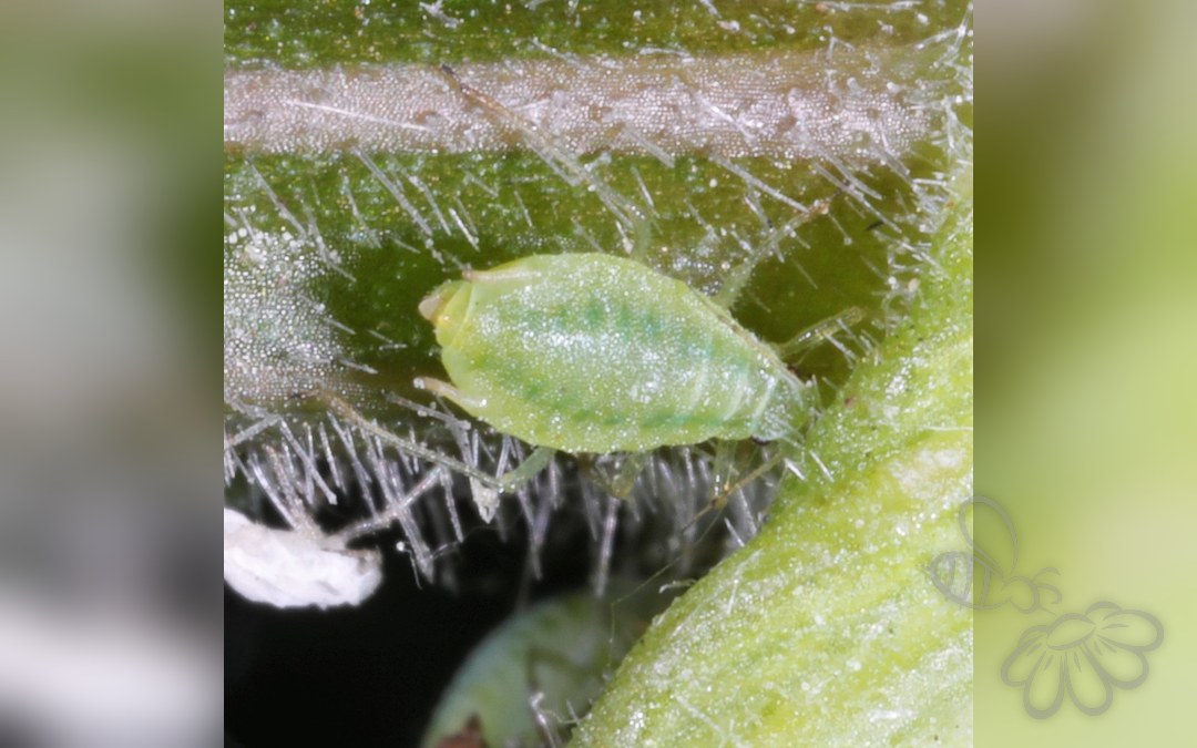 Cavariella theobaldi