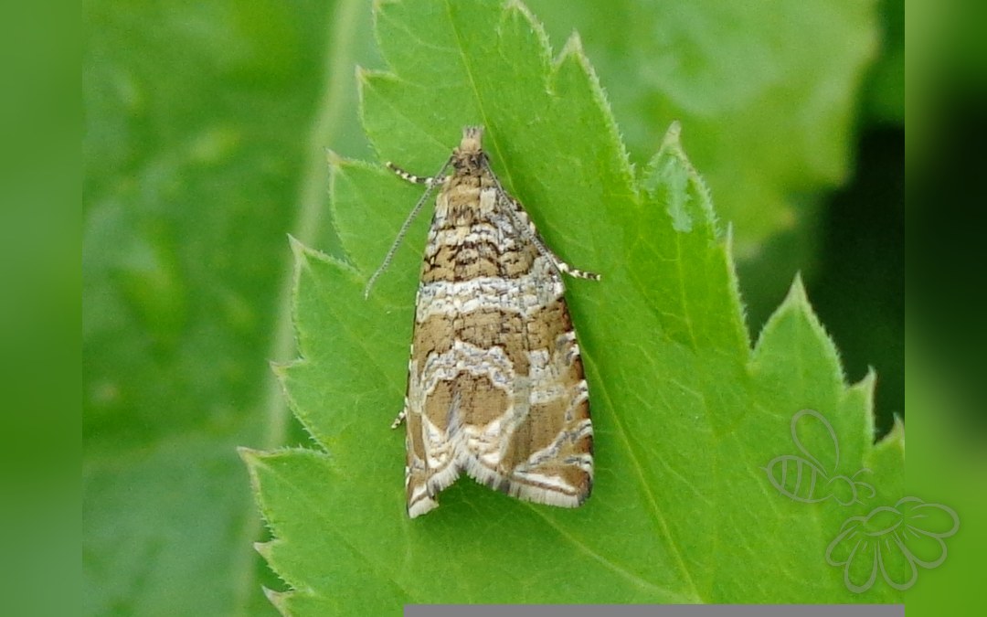 Her ses et billede af arten Celypha rivulana. Fotoet er taget af AfroBrazilian og hentet fra Wikimedia Commons (CC BY-SA 3.0).
