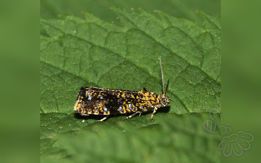 Her ses et billede af arten Celypha siderana. Fotoet er taget af Line Sabroe og hentet fra Wikimedia Commons (CC BY 2.0).